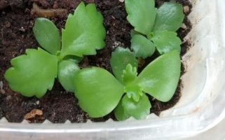 Suculenta Aranto Mãe de Milhares – Cuidar, Fazer Mudas, Tipos de Aranto
