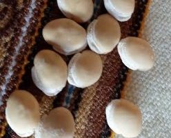 Plantar Feijão Fava – Plantio e Colheita, Cultivo, Rega, Adubação