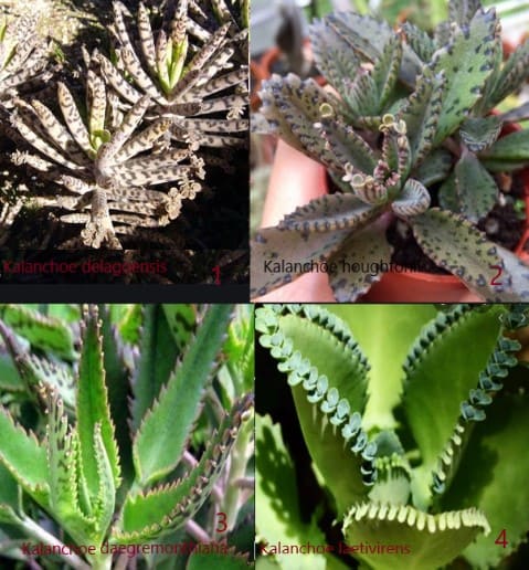tipos-de-suculenta-aranto-