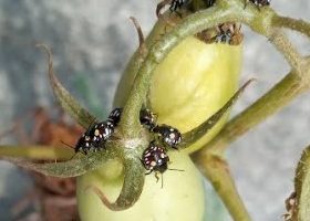 Joaninhas ou Praga? Importância das Joaninhas no Cultivo de Plantas