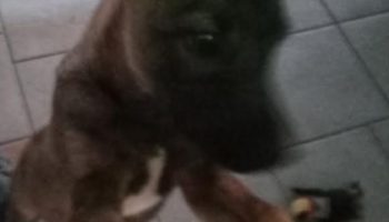 Como Ensinar um Cão – Menos Bagunça Mais Calma no Cachorro