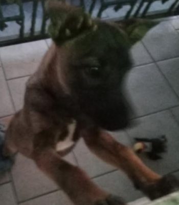 Como Ensinar um Cão – Menos Bagunça Mais Calma no Cachorro