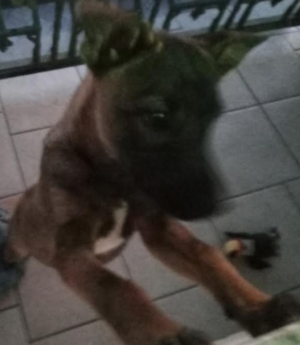 como-ensinar-um-cão-ficar-calmo-fazer-xixi-