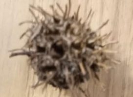 Árvore do Âmbar – Fazer Muda e Sementes de Liquidambar Styraciflua