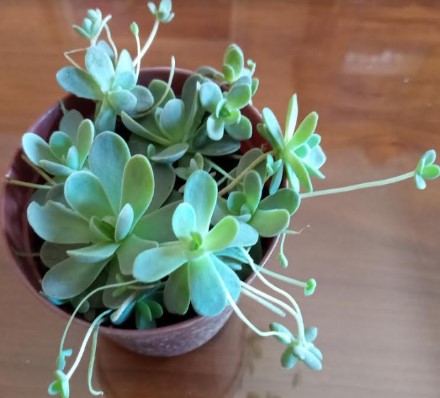 como-cultivar-orostachys-e-fazer-muda-