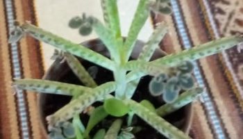 Bálsamo Alemão ou Aranto é Tóxico? – Foto do Bryophyllum Delagoense