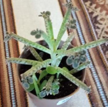 Bálsamo Alemão ou Aranto é Tóxico? – Foto do Bryophyllum Delagoense