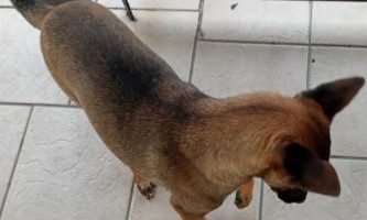 Cachorro Tem Frio? Como Saber se Seu Cão está com Frio e Cuidados