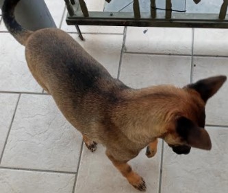 Cachorro Tem Frio? Como Saber se Seu Cão está com Frio e Cuidados