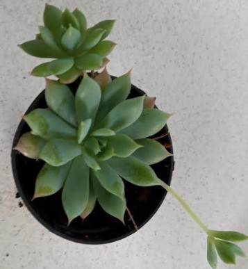 muda-de-suculenta-graptopetalum-macdougallii-alexander-