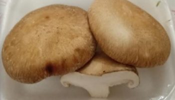 Pode Congelar Cogumelo Shitake Fresco Congelado Benefícios Nutrientes