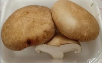 Pode Congelar Cogumelo Shitake Fresco Congelado Benefícios Nutrientes