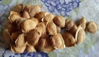 Chá de Semente de Sucupira – Foto da Semente de Sucupira Benefícios