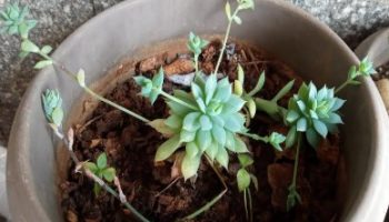 Suculenta Graptopetalum macdougallii alexander – Foto e Cultivo