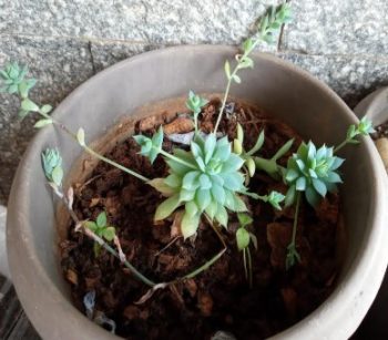 Suculenta Graptopetalum macdougallii alexander – Foto e Cultivo
