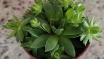 Suculenta Orostachys iwarenge Hara Folhas Arredondadas Cuidar e Muda