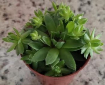 Suculenta Orostachys iwarenge Hara Folhas Arredondadas Cuidar e Muda