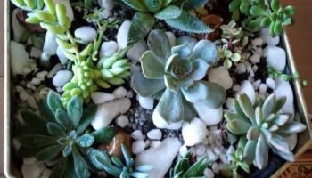 Erros Num Jardim de Suculentas e Cactos – Vaso de Suculentas Decora