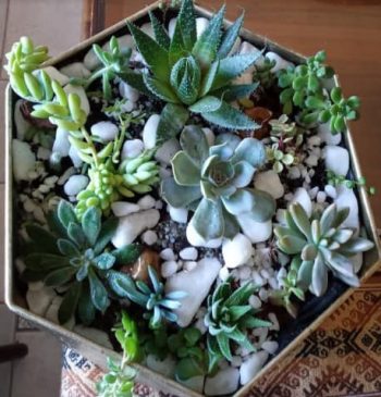 Erros Num Jardim de Suculentas e Cactos – Vaso de Suculentas Decora