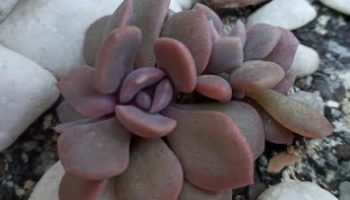 Suculenta Rosa Roseta com Folhas Carnudas Rosa Graptoveria Debbie