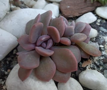 muda-de-graptoveria-debbie-suculenta-rosa-