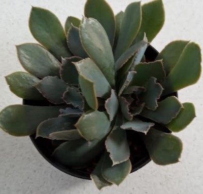 muda-dupla-de-echeveria-shaviana-e-walther-