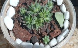 Cultivar Semprevivas Foto Sempervivum Montanum ou Tectorum Cuidado
