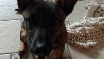 Perfume para Cachorros – Como Fazer Perfume Caseiro para Cão