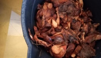 Substrato de Fibra de Coco Verde para Orquídeas – Desfiar Tirar o Tanino