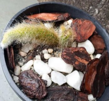 Cacto Pendente Rabo de Macaco Como Cuidar da Rega e Fazer Muda