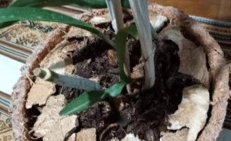 Plantar Orquídea em Vaso de Serragem Cuidados Substrato Como Plantar