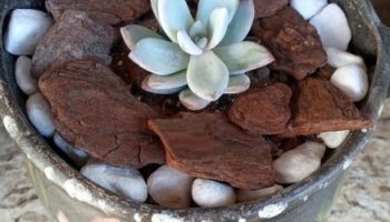 Suculenta Exótica Branca Azulada Cerosa Pachyveria Powder Puff Cultivo