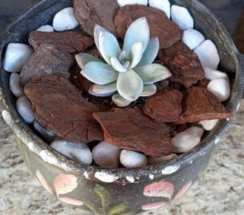Suculenta Exótica Branca Azulada Cerosa Pachyveria Powder Puff Cultivo