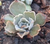 muda-de-echeveria-shaviana-feita-com-folha-da-suculenta-