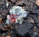 Echeveria Shaviana Como Cuidar, Tipos da Shaviana, Flor e Foto de Muda