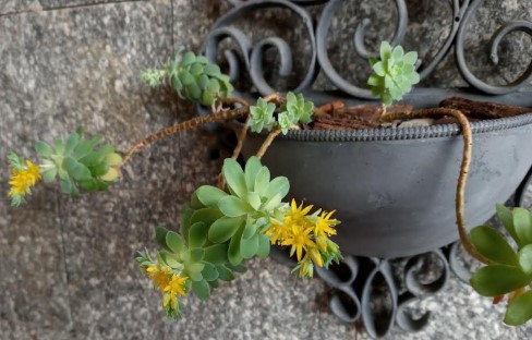 cuidados-suculenta-sedum-palmeri-com-flor-
