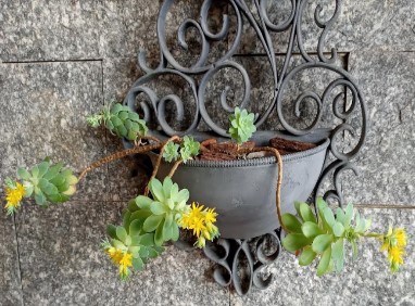 suculenta-sedum-palmeri-com-flor-