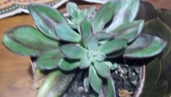 Suculenta com Folhas Verdes Rajadas – Echeveria nodulosa Rosa Pintada