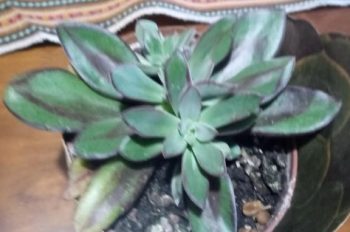 Suculenta com Folhas Verdes Rajadas – Echeveria nodulosa Rosa Pintada