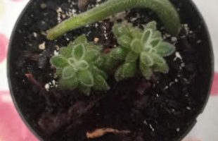 Suculenta Echeveria Aveludada Peludinha Echeveria Setosa “Doris Taylor”
