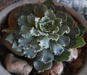 como-cuidar-da-suculenta-echeveria-shaviana-