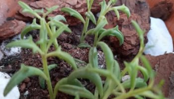 Suculenta Golfinho Como Cuidar Colar de Golfinhos Senecio Peregrinus