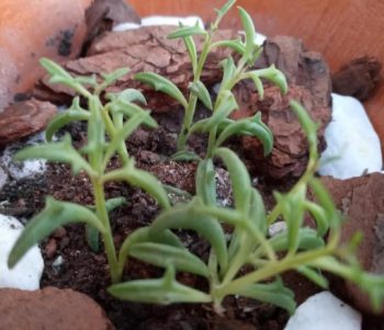 Suculenta Golfinho Como Cuidar Colar de Golfinhos Senecio Peregrinus