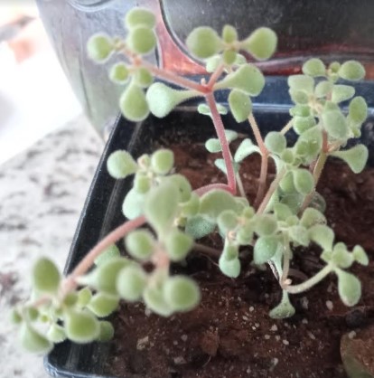 suculenta-pendente-com-folhas-pequenas-redondas-e-flor-branca-