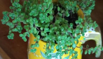 Suculenta Pendente de Folha Miúda Redonda Crassula Expansa Fragilis