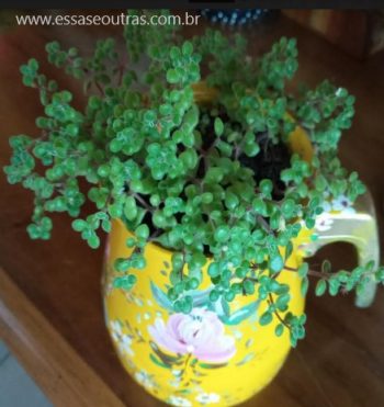 Suculenta Pendente de Folha Miúda Redonda Crassula Expansa Fragilis