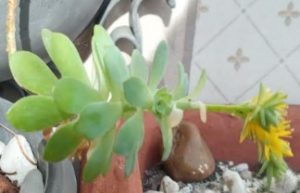 sedum-palmeri-floração-com-novos-brotos-