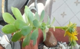 Sedum Palmeri Morre Após Floração? Foto Flor da Suculenta Fazer Muda