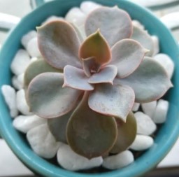echeveria-perle-von-nurnberg-na-xícara-sem-furo-suculentas-na-chuva- echeveria-perle-von-nurnberg-na-xícara-