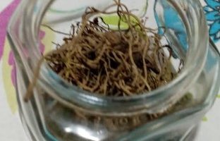 Chá de Valeriana Indicação Benefícios da Valeriana como Calmante Sono